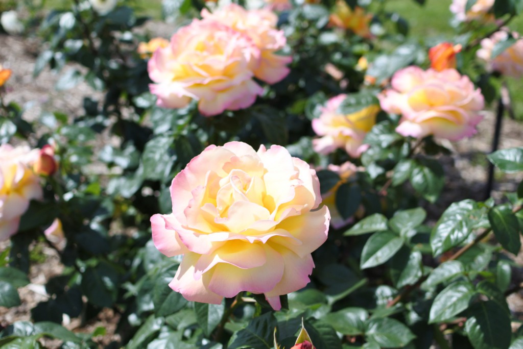 茨木市若園バラ園 5月6日追記 4月28日追記 バラの開花はこんな感じです Masaru Blog まさるぶろぐ これとっても気になる